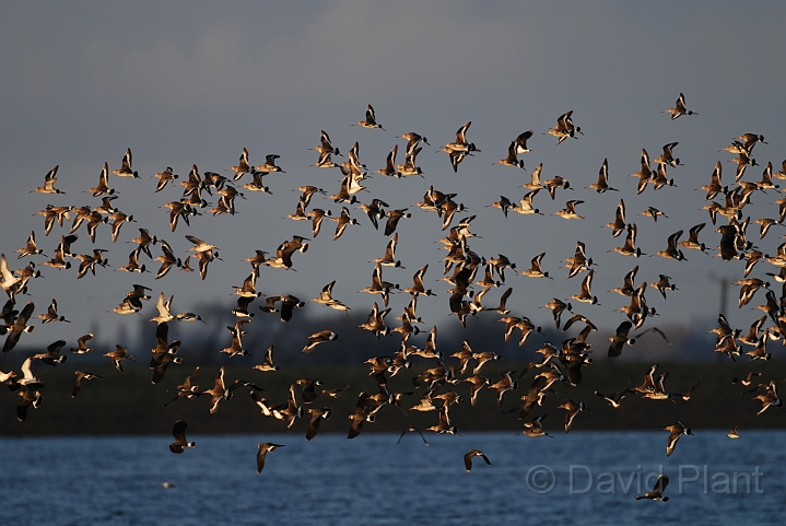 Black-tailed godwit flock - H.JPG - Black-tailed godwit flock - Welney